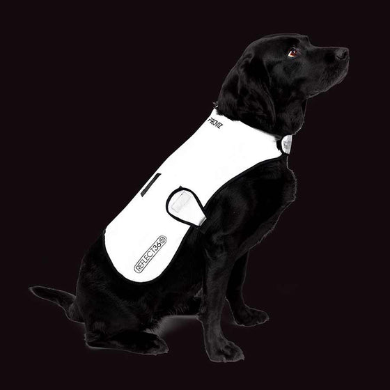 Proviz,  Manteau Pour Chien,  Argent