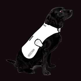 Proviz,  Manteau Pour Chien,  Argent